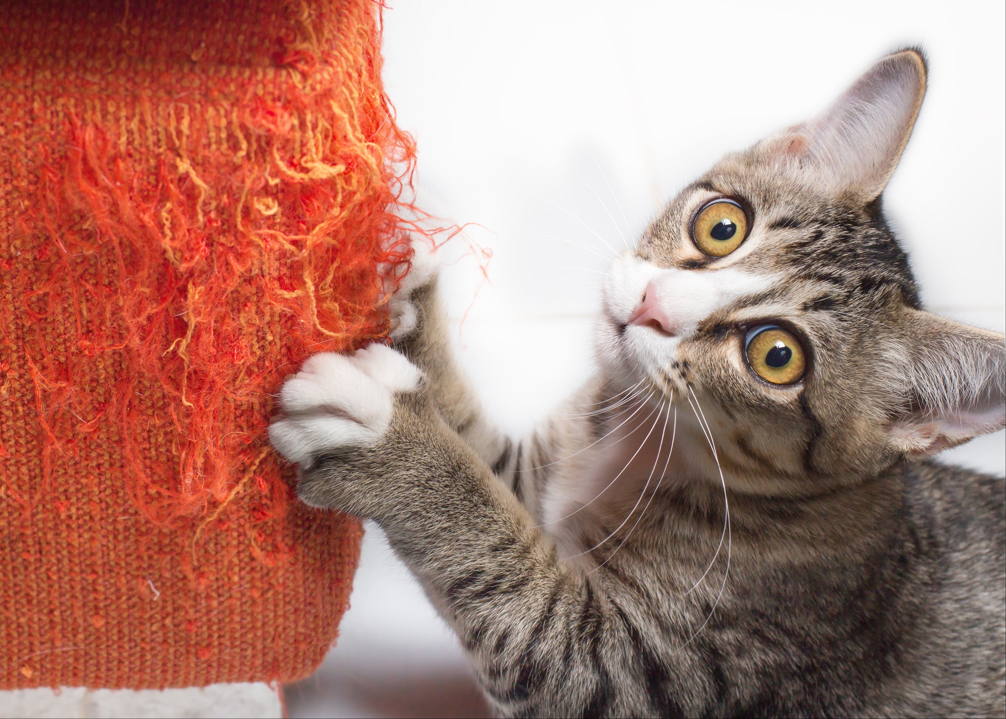 A tabby cat with yellow eyes and white paws scratching at an orange knitted fabric against a white background.